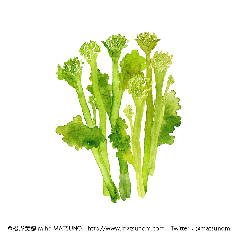 野菜のイラスト 画像28点 Miho Matsuno Illustration Works
